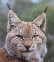 Lynx
