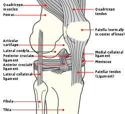 Knee Diagram
